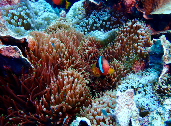 This may not be the most beautiful coral in the world, but hiding within it are gorgeous ecosystem niches 